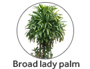 Broad Lady Palm